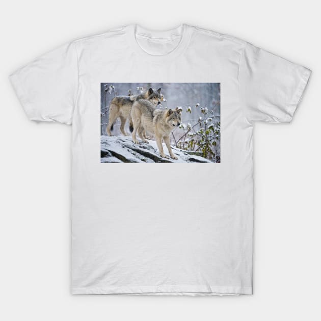 Two Gray Wolves T-Shirt by jaydee1400